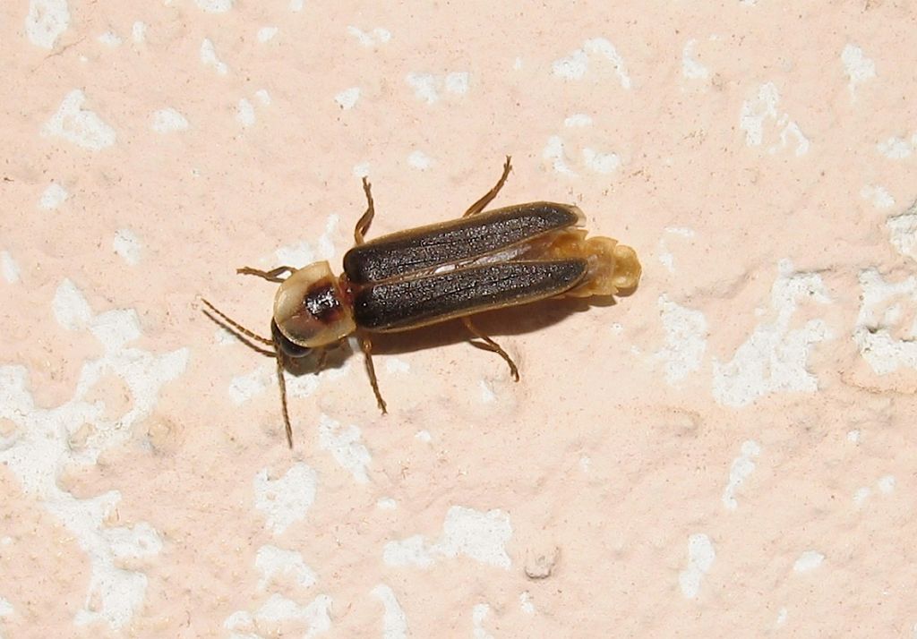 Lampyris sardiniae ?